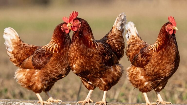 brown comb chicken profile