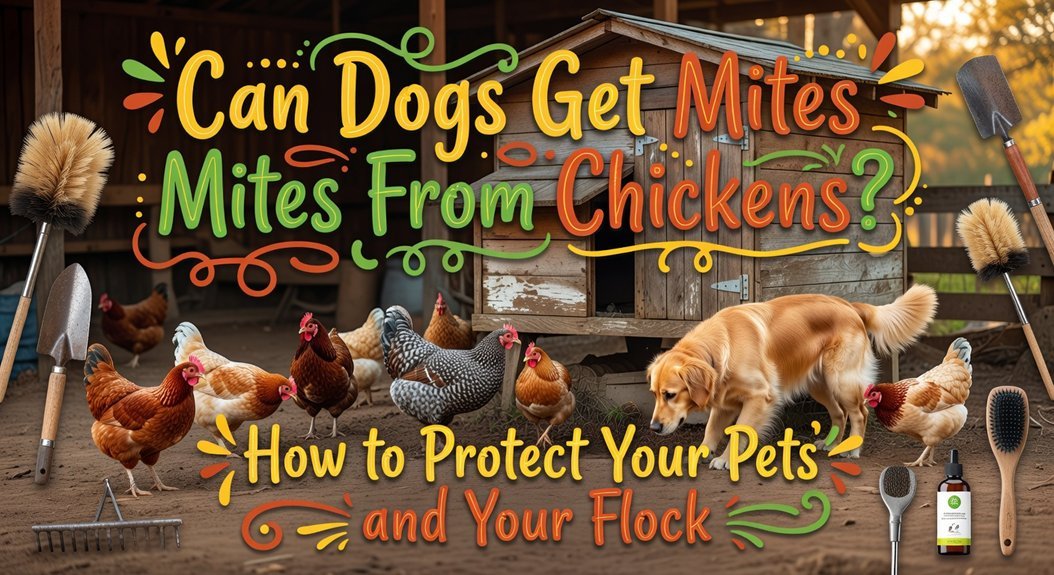 dog chicken mite transmission