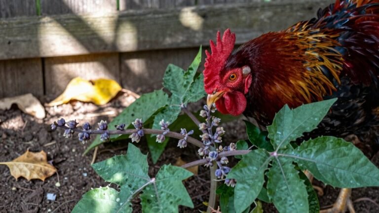 pokeweed poisonous to chickens